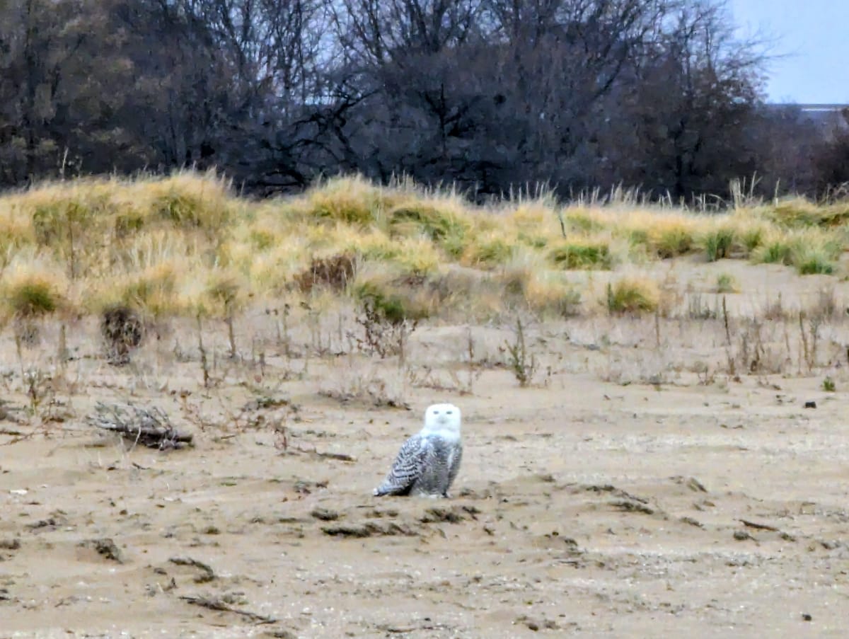 🎉Happy new year's eve!