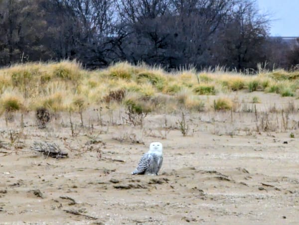 🎉Happy new year's eve!